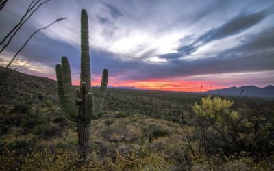 CitSci2021 Conference, Phoenix, Arizona, USA 25-29 May 2021