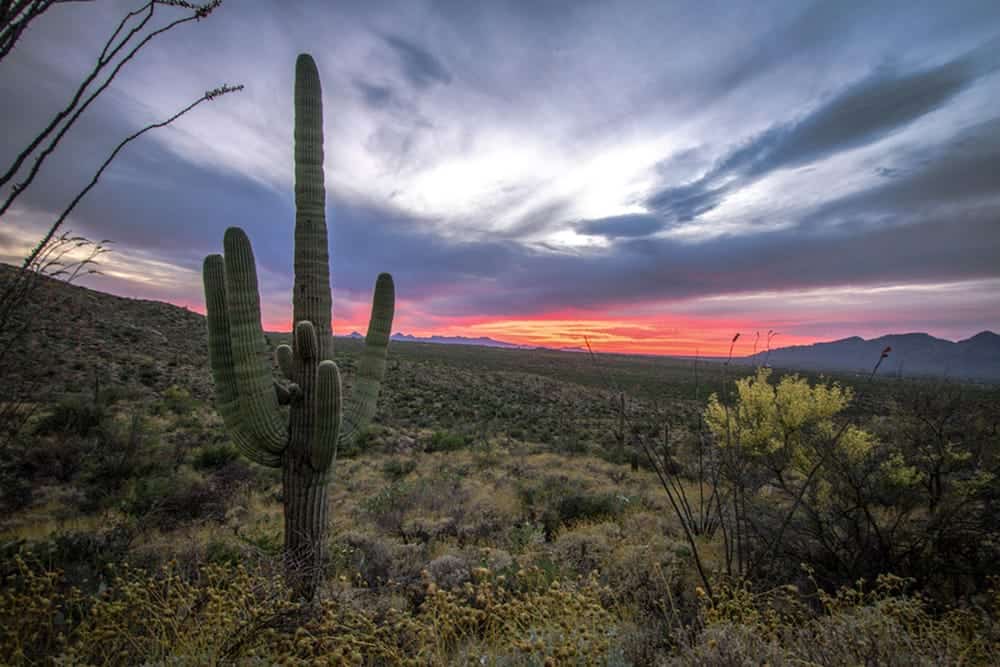 Arizona landscape