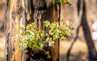 Ecology tops the list of scientific fields in Citizen Science according to preliminary study in Australia