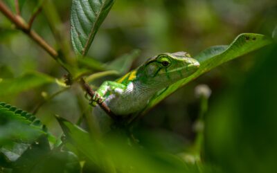 Biodiversity citizen science projects: What are the benefits for the participants?